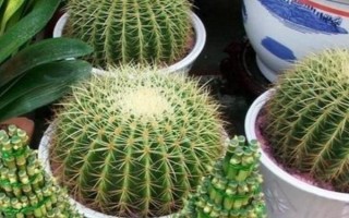 仙人球播种出苗后如何养护，出苗后就要确保足够的阳光条件