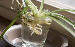 茂盛吊兰的修剪方式,要对其密集的枝叶进行疏剪