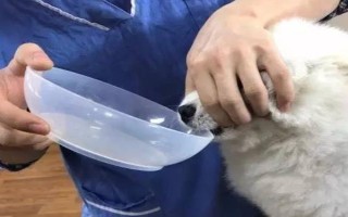 犬猫食物中毒有什么症状，具有精神沉郁、食欲降低、呕吐腹泻等表现
