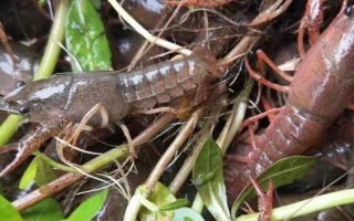 农村养殖小龙虾要注意什么，将黑鱼和鳝鱼作为重点防范对象