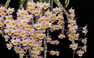 父亲节适合送什么花,可以选择石斛兰、向日葵等