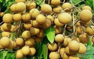 哪里产出的桂圆又甜又好吃，楼坝桂圆清甜可口深受消费者欢迎