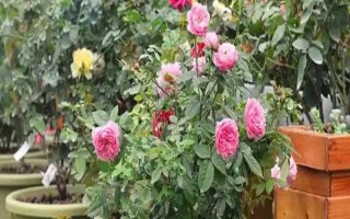 蔷薇叶子干枯能不能存活，根据发生原因采取对应措施便不会死亡