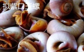 食用螺品种,田螺在各地湖泊中随处可见