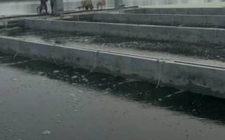 水泥池养鱼要放泥土吗，添加泥土可避免鱼儿擦伤