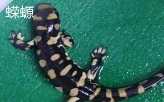 蝾螈是娃娃鱼吗,二者的科属和外形均不同