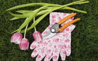 盆栽郁金香能不能在室外过冬，种球可以忍耐-35℃的低温