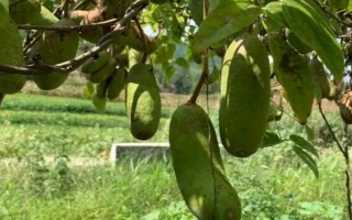 种植八月瓜每亩所需的成本和利润,成本为200-500元左右/亩