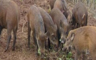 山猪吃什么,一般是吃野草、野菜、野果等