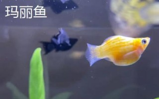 哪些小型鱼适合新手饲养，孔雀鱼和鹦鹉鱼均可选择