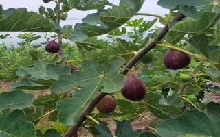 无花果有没有花，无花果有花