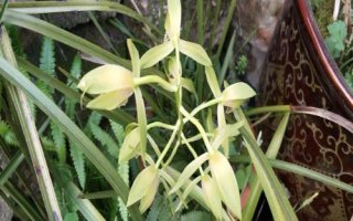 兰花的品种，各自的习性有所差异