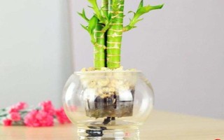 富贵竹属于喜阴还是喜阳植物,适合生长在有散光的半阴处