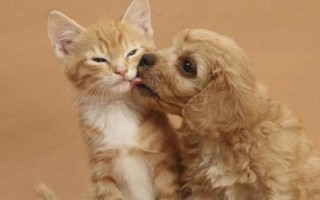 猫狗怎么感染钩虫，通常是通过粪口 、皮肤、胎盘和乳汁传播