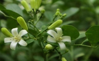 扦插九里香怎么快速生根，可从母株上剪取带有芽点的枝条插入土壤中