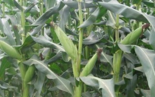 斯达糯51玉米种子特征特性，中抗大斑病