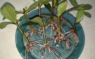 栀子花如何扦插，在八月份左右进行