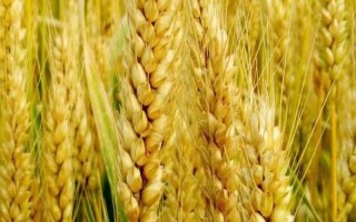 西农928小麦种子特征特性，适宜播期9月15-28日