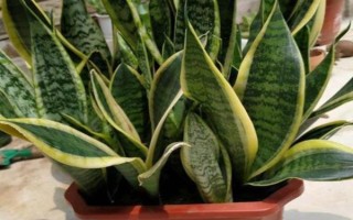 怎么种虎皮兰，通常都是用扦插法种植