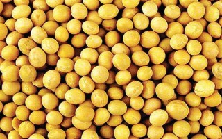 中黄42大豆品种简介,该品种平均生育期116天