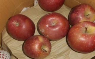 大凉山丑苹果有几个品种，主要有嘎啦、红将军、红富士这3个品种