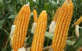 禾汇397玉米品种简介,播种期4月下旬至5月上旬