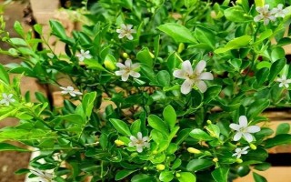 为什么九里香叶子一碰就掉，可能是浇水过多或温度过低等导致