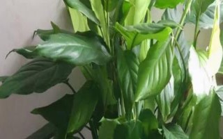 万年青的繁殖方法，可分株、扦插或者播种繁殖