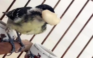 如何养活树上掉下来的小鸟，刚出生的小鸟应放回巢穴