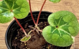 仙客来花落后如何处理，要对其进行修剪