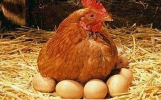 鸡要受精才能下蛋吗，无需受精就可以下蛋