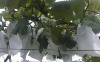 美人指葡萄套袋技术，需用好的品牌纸袋