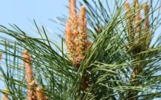 如何自制杀虫剂，将花椒和辣椒等材料切碎混匀、加水浸泡后可喷洒治蚜