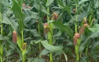 荣玉520玉米品种的特性，2016年鉴定该品种抗小斑病