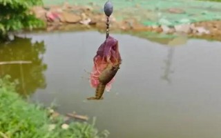 钓小龙虾用哪种肉，鸡肝、鸭肠、蚯蚓等饵料都是适宜选择