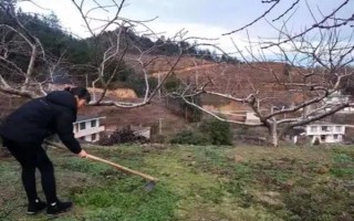 黄桃春季的管理方法，花果期要进行疏花的工作