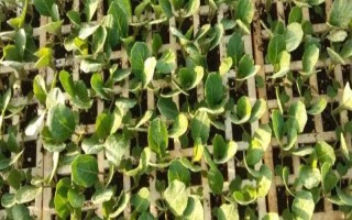 西兰花苗如何种植，在苗龄25-30天的时候即可种植