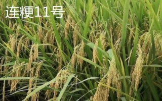 产量高且口感好的水稻品种，“中9优8012”、“中早39号”等品种均为优质水稻