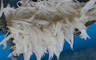 丹江口市银鱼的产地，产地主要在湖北十堰丹江口市