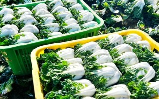 奶白菜如何种植，以条播较好