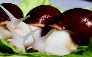 有哪些特色养殖项目,蚕、黄粉虫、土元、蜈蚣均属于特色养殖