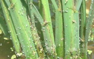 稻飞虱怎么防治，首先选择抗虫能力强的品种