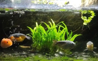 水质好起绿藻还是褐藻，水质好一般会起绿藻