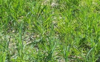 柴胡需要施什么肥，建议施用多元素复合肥料和氮磷肥料