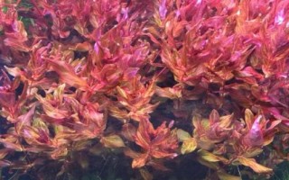 豹纹红蝴蝶溶叶的原因,可能是光照不足、水质过硬、水温过高等