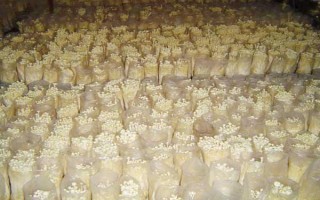 金针菇的种植方法，菌袋适合放置在20-25℃培育室内