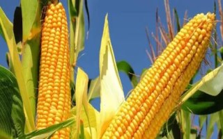 平安1608玉米种子特点，中等肥力以上地块栽培