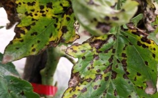 西红柿斑枯病的发病原因，由番茄壳针孢菌侵染引起