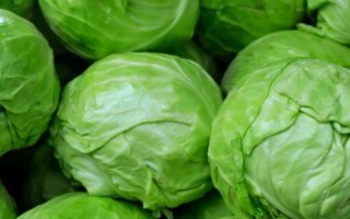 什么是圆白菜，通常是指甘蓝