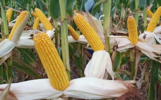 必胜3号玉米品种的特性，每亩种植4000株左右